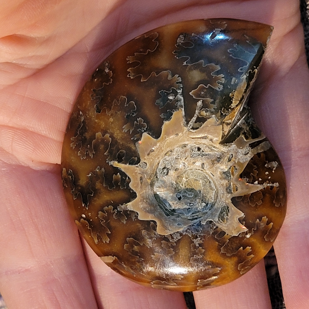 Large 'Agatized' Leaf Pattern Amber Ammonite
